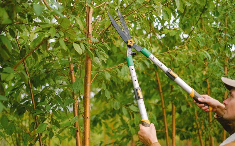 Tree trimming in Nenana, AK